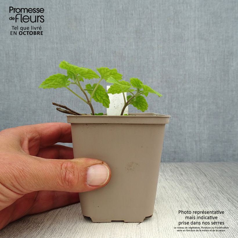 Amostra de Meehania urticifolia Vaso de 8/9 cm tal como entregue no outono