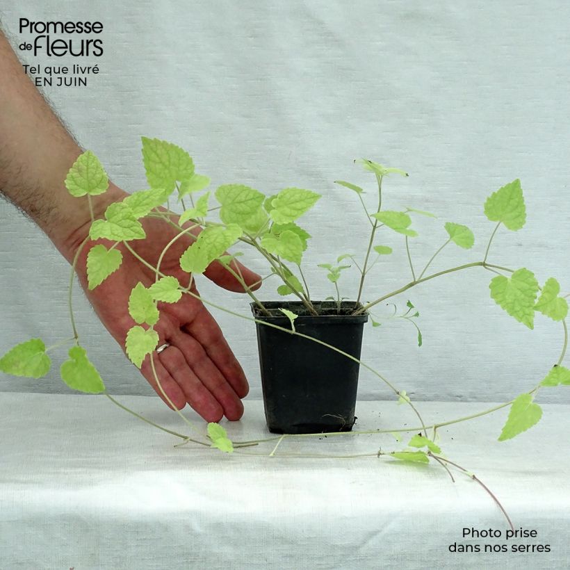 Amostra de Meehania urticifolia Vaso de 8/9 cm tal como entregue no verão