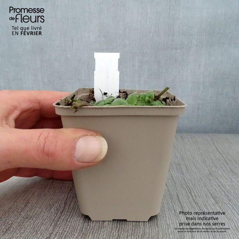 Amostra de Meehania urticifolia Vaso de 8/9 cm tal como entregue no inverno