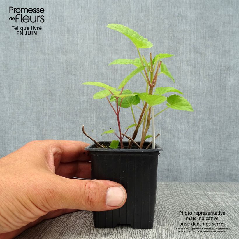 Amostra de Meehania urticifolia Japan Blau Vaso de 8/9 cm tal como entregue no verão