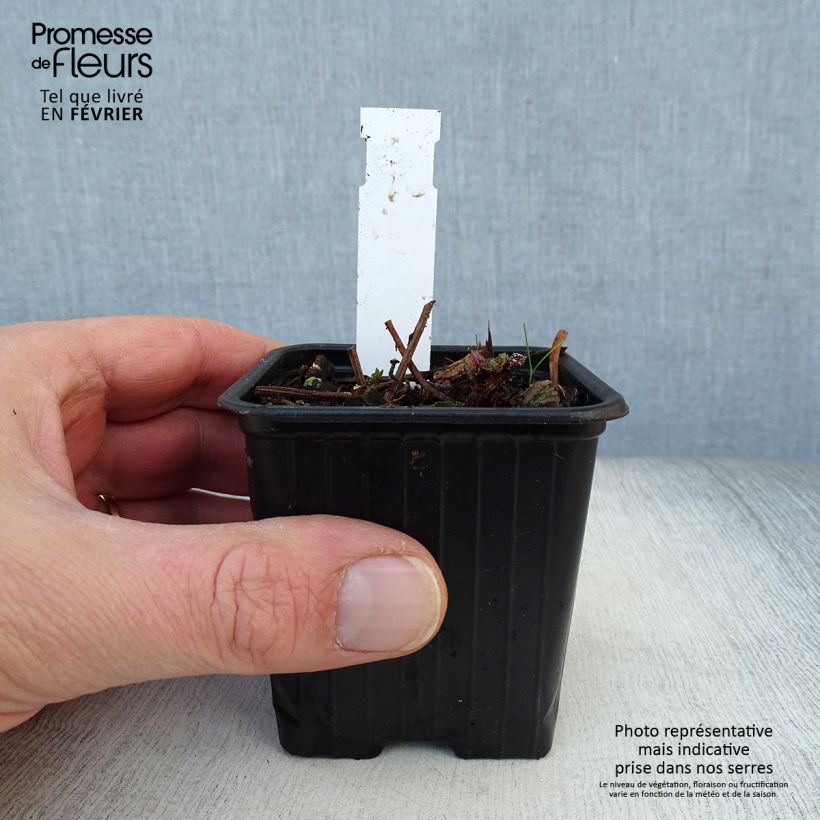 Amostra de Meehania urticifolia Japan Blau Vaso de 8/9 cm tal como entregue no inverno