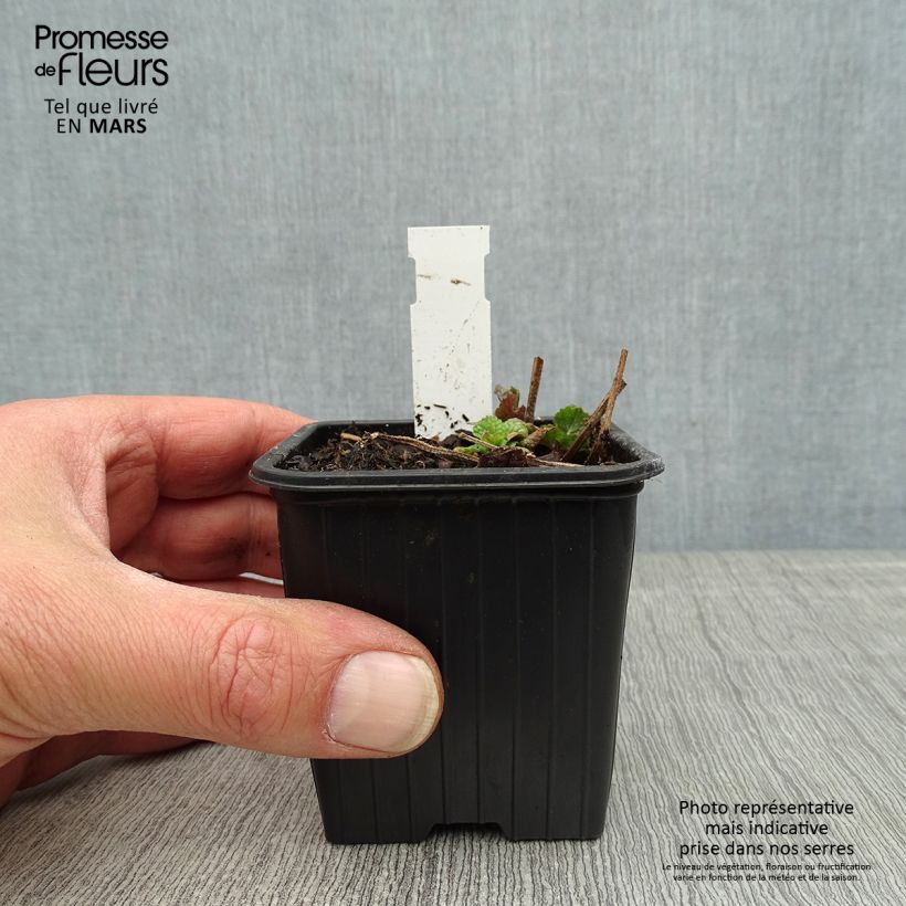 Amostra de Meehania urticifolia Japan Blau Vaso de 8/9 cm tal como entregue na primavera