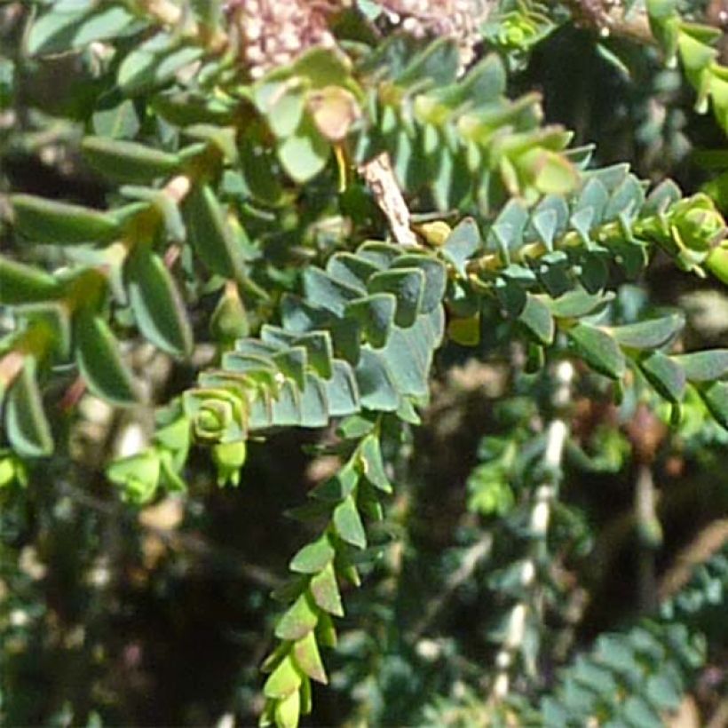 Melaleuca gibbosa (Folhagem)