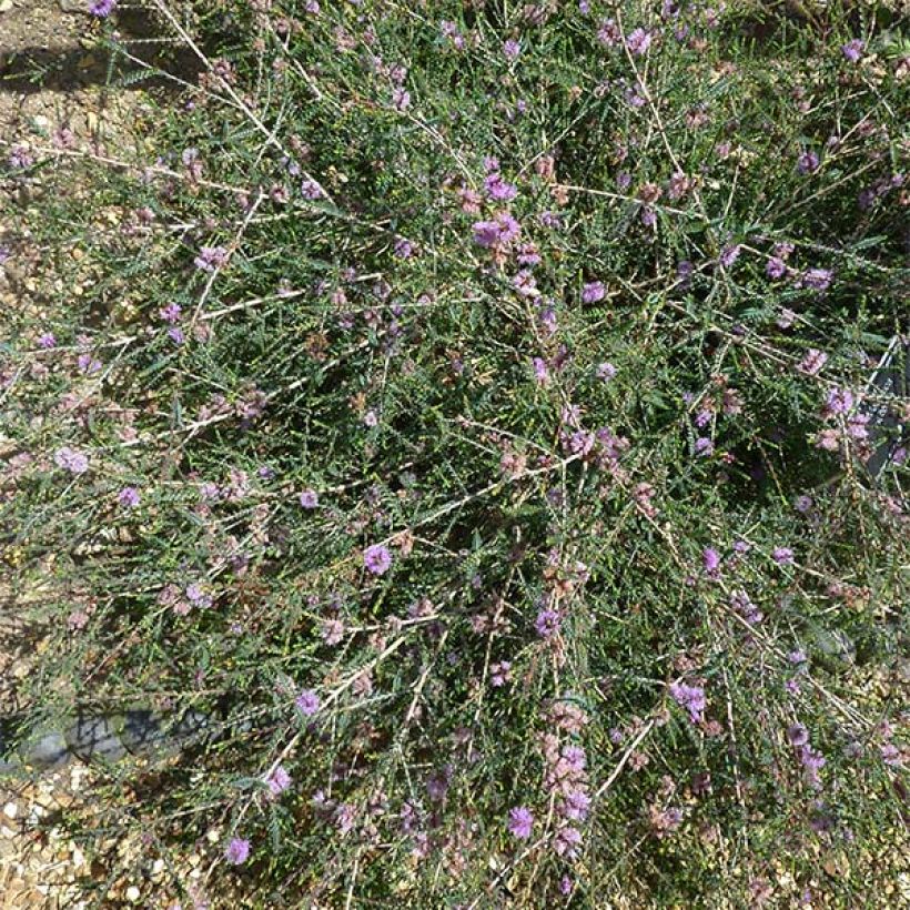 Melaleuca gibbosa (Hábito)