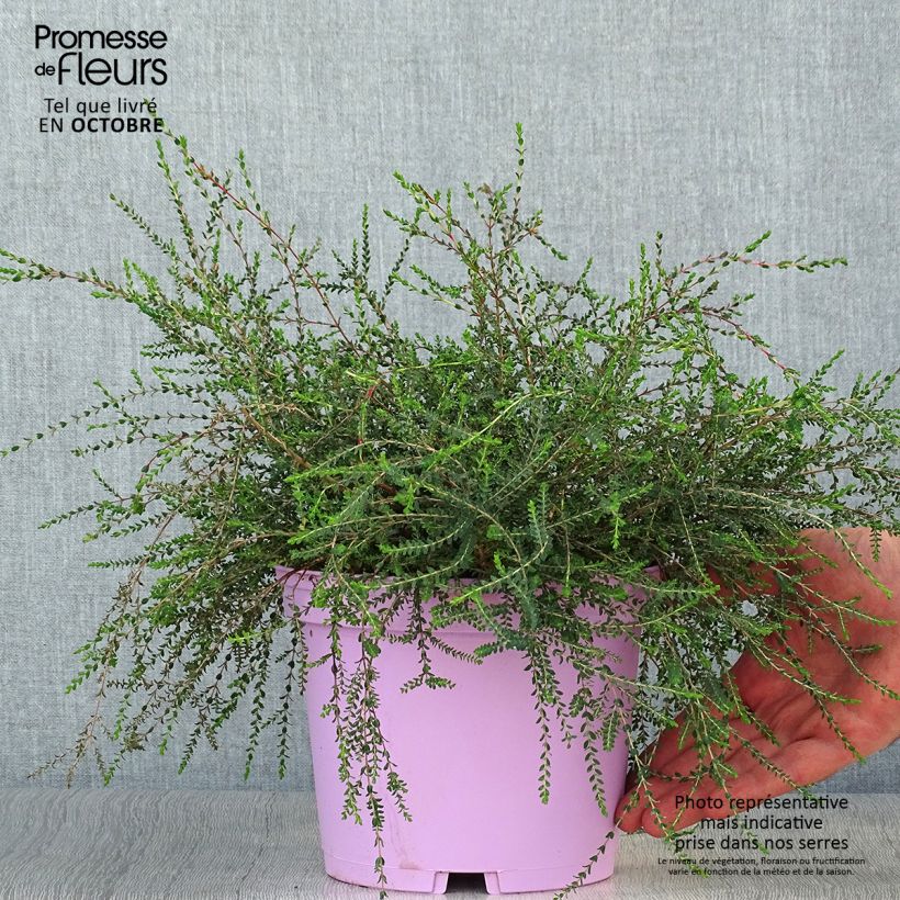 Amostra de Melaleuca gibbosa Vaso de 2 L/3 L tal como entregue no outono