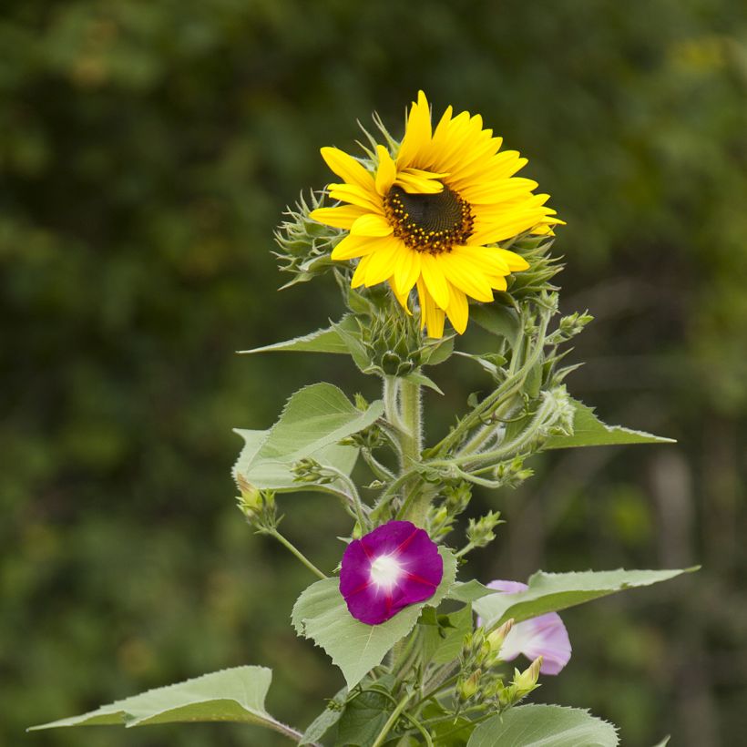 Mistura de flores para sebe opaca (girassóis e trepadeiras) (Floração)