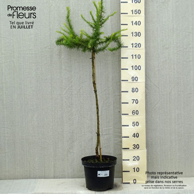Amostra de Lariço-do-japão Diana - Larix kaempferi Vaso de 12 L/15 L, Haste tal como entregue no verão