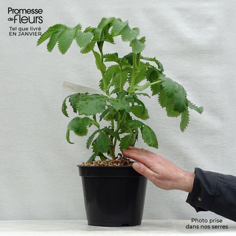 Amostra de Melianthus major - Grande mélianthe Vaso de 3 L/4 L tal como entregue no inverno