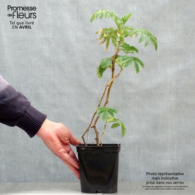 Amostra de Melianthus major Vaso de 2 L/3 L tal como entregue na primavera