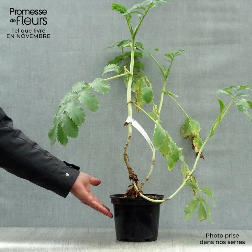 Amostra de Melianthus major Vaso de 3 L/4 L tal como entregue no outono