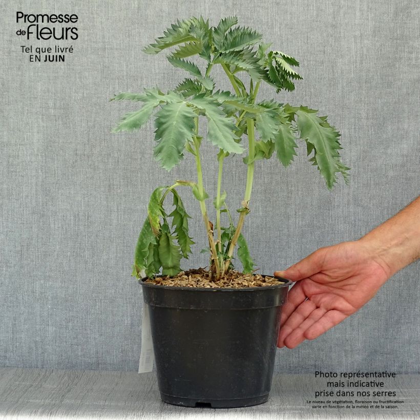 Amostra de Melianthus major Vaso de 3 L/4 L tal como entregue no verão