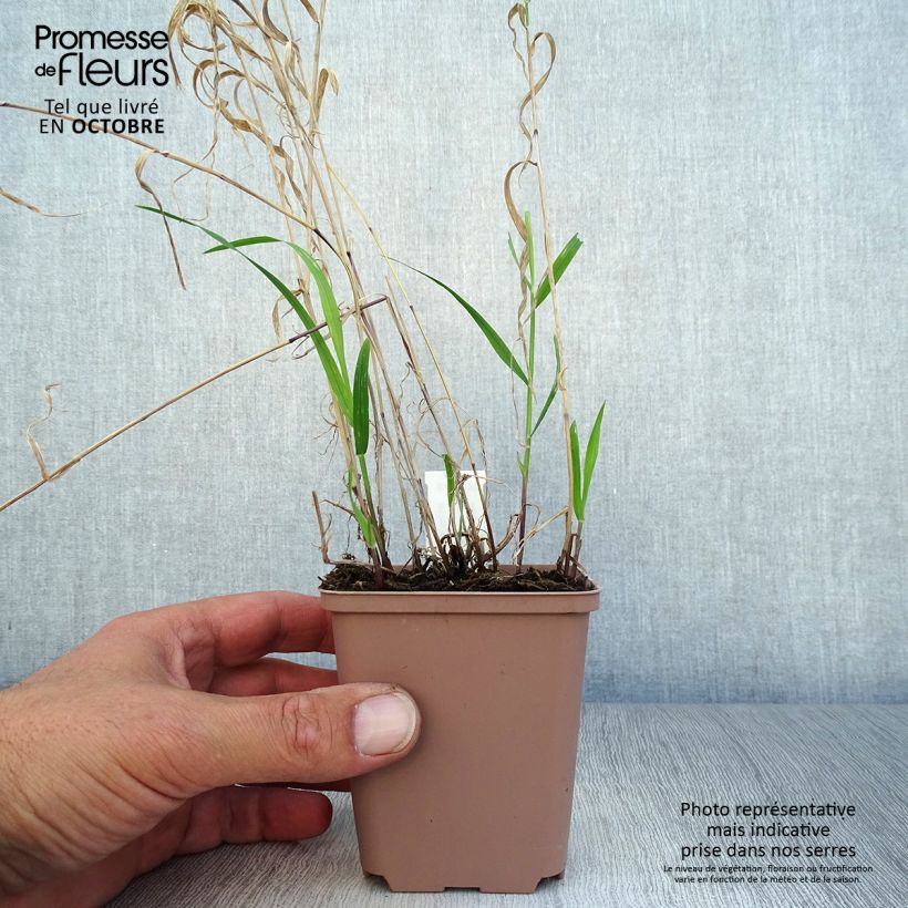 Amostra de Melica altissima Atropurpurea Vaso de 8/9 cm tal como entregue no outono