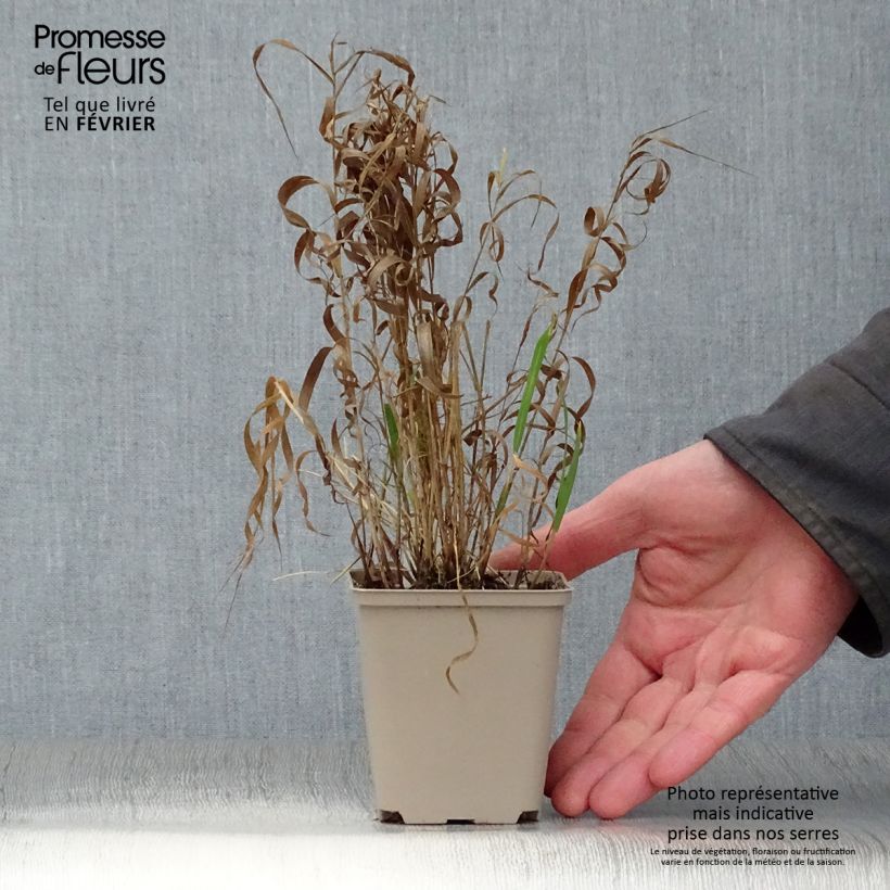 Amostra de Melica altissima Atropurpurea - Mélique élevée Vaso de 8/9 cm tal como entregue no inverno