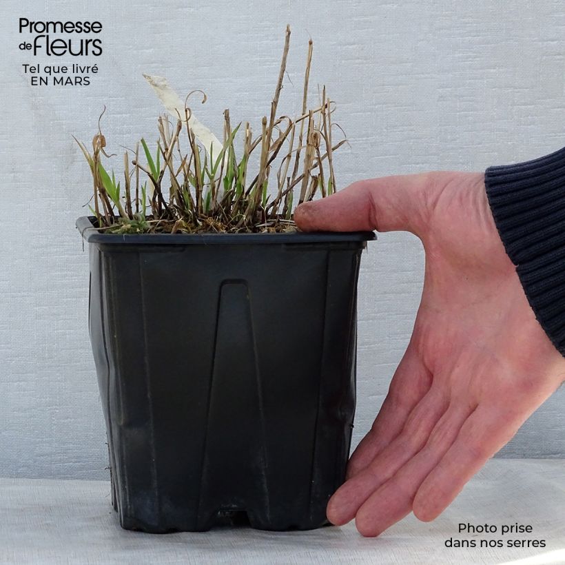 Amostra de Melica altissima Atropurpurea Vaso de 2 L/3 L tal como entregue na primavera