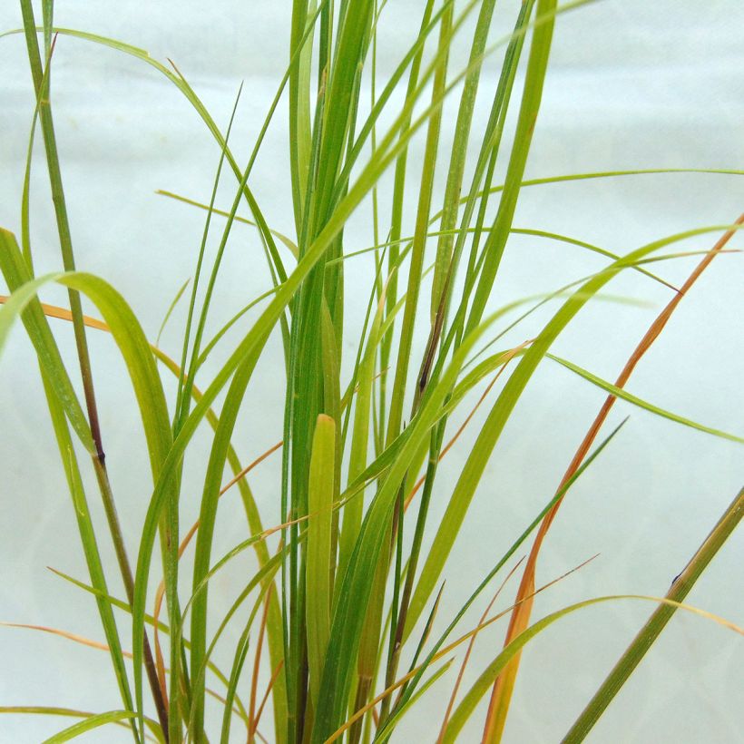 Melica ciliata (Folhagem)