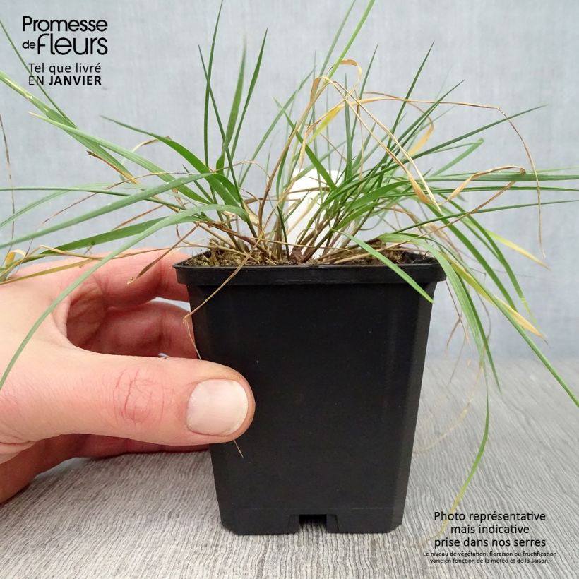 Amostra de Melica ciliata - Mélique ciliée Vaso de 8/9 cm tal como entregue no inverno