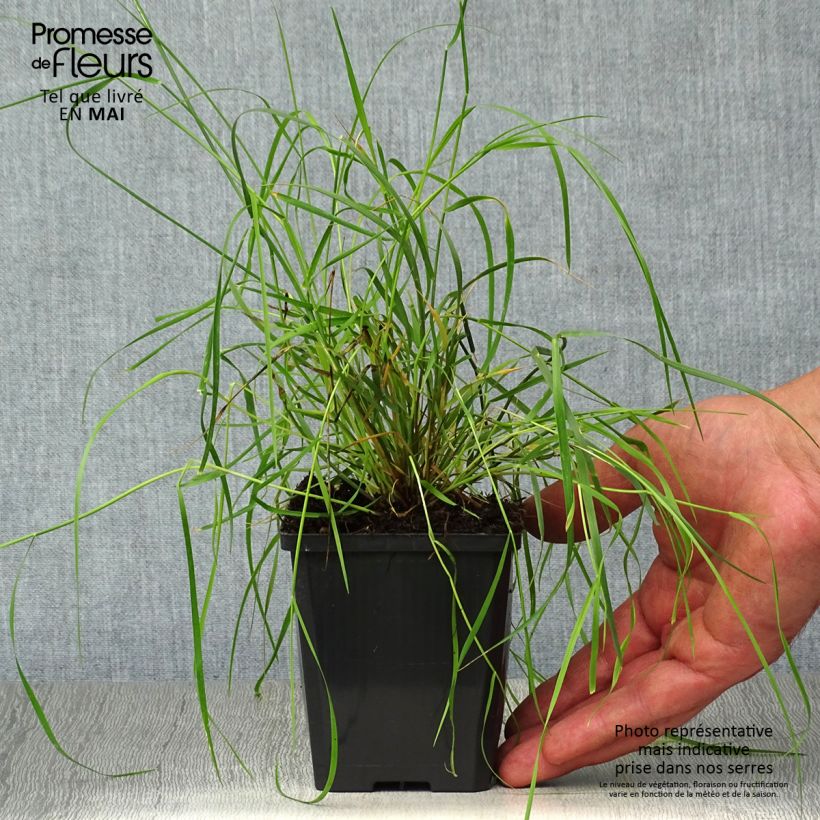 Amostra de Melica ciliata Vaso de 8/9 cm tal como entregue na primavera