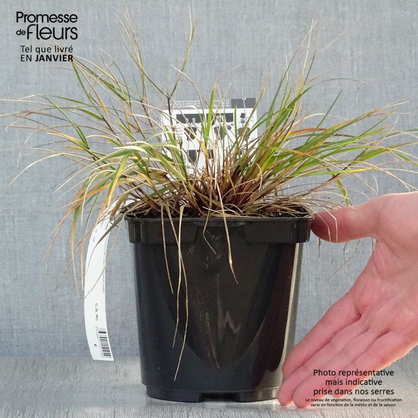 Amostra de Melica ciliata - Mélique ciliée Vaso de 2 L/3 L tal como entregue no inverno