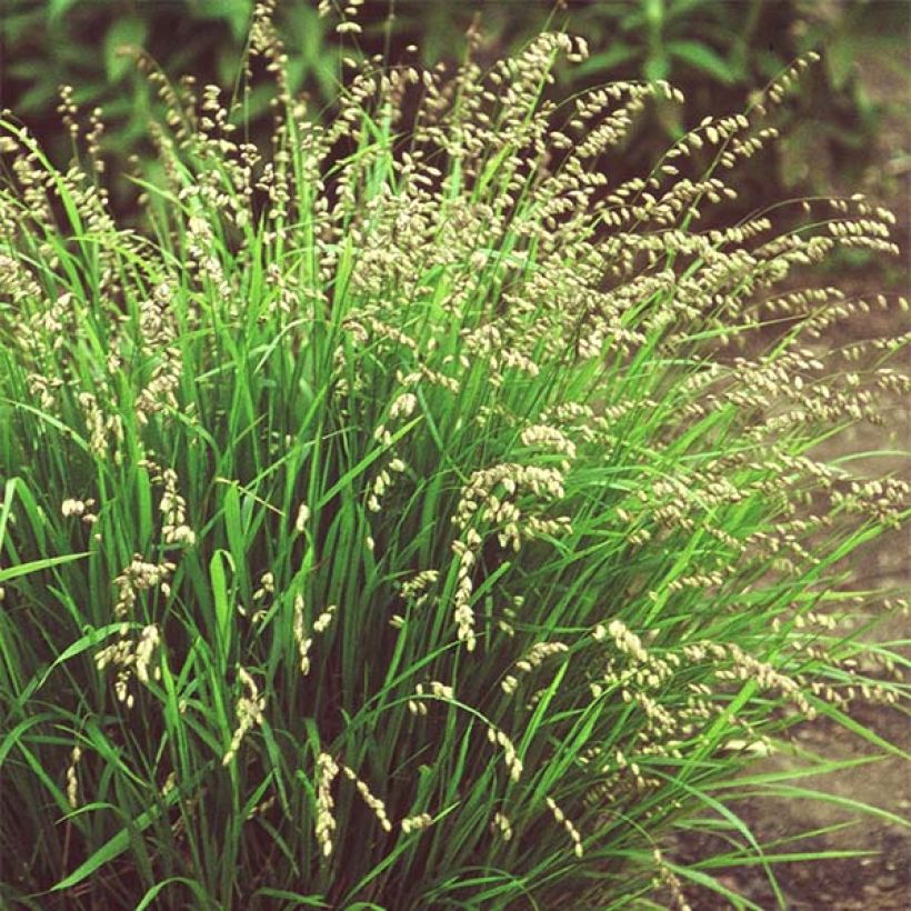 Melica nutans (Hábito)