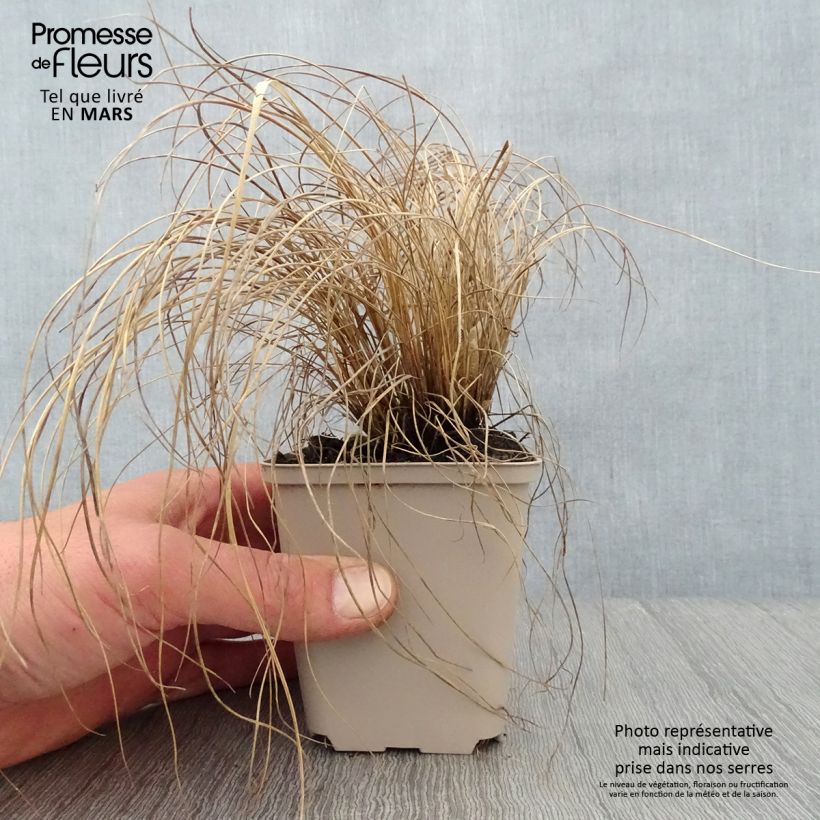 Amostra de Melinis nerviglumis - Graminée vivace Godet de 8/9 cm tal como entregue na primavera