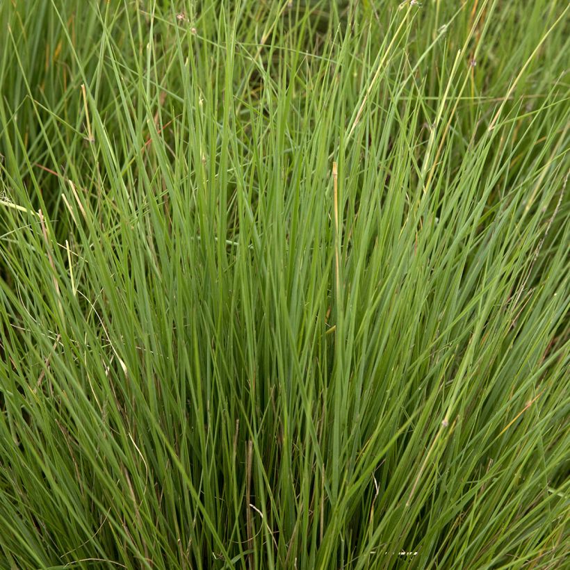 Melinis nerviglumis (Folhagem)