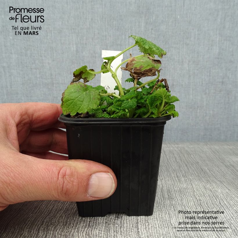 Amostra de Mélisse, Melissa officinalis Aurea Vaso de 8/9 cm tal como entregue no inverno