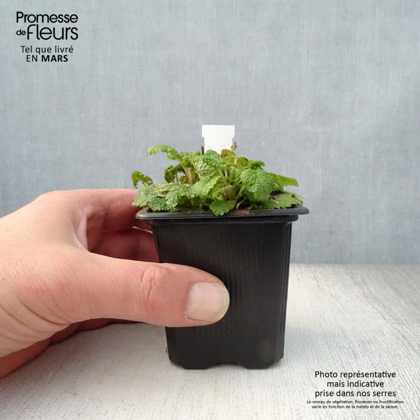 Amostra de Melissa officinalis Aurea Vaso de 8/9 cm tal como entregue na primavera