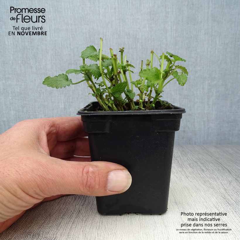 Amostra de Erva-cidreira - Melissa officinalis Vaso de 8/9 cm tal como entregue no outono