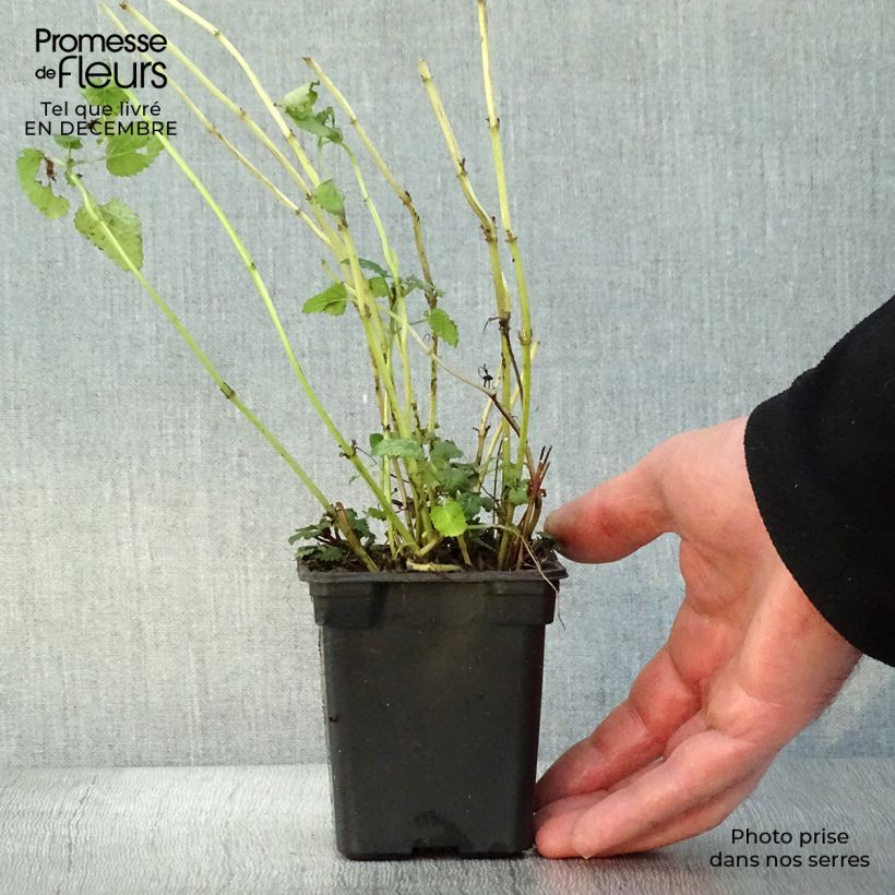 Amostra de Mélisse citronnelle en plants tal como entregue no inverno