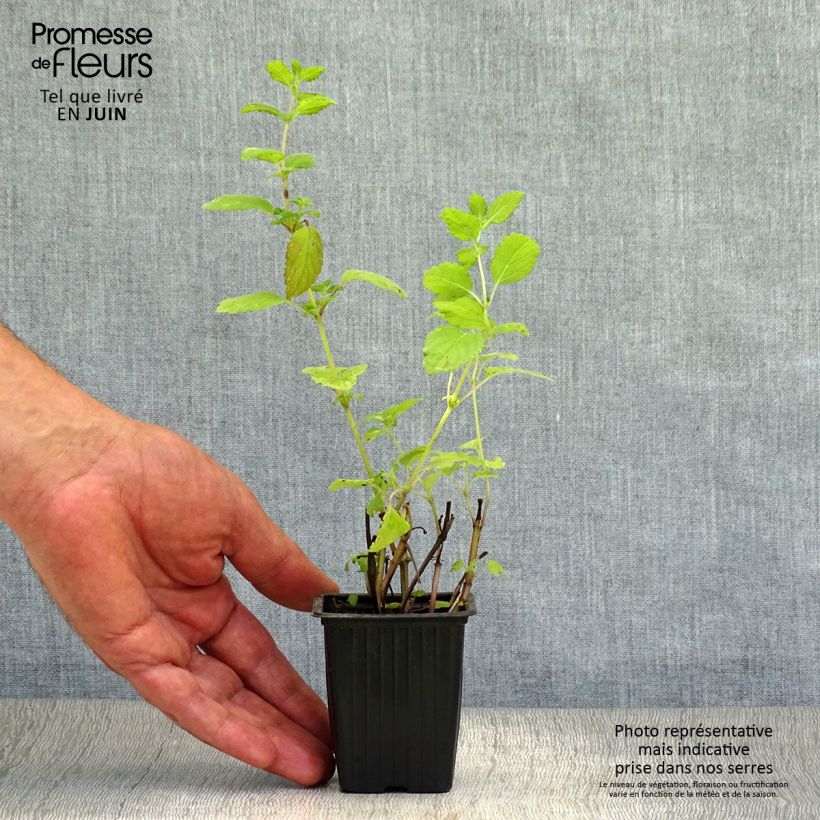 Amostra de Erva-cidreira - Melissa officinalis Vaso de 8/9 cm tal como entregue no verão