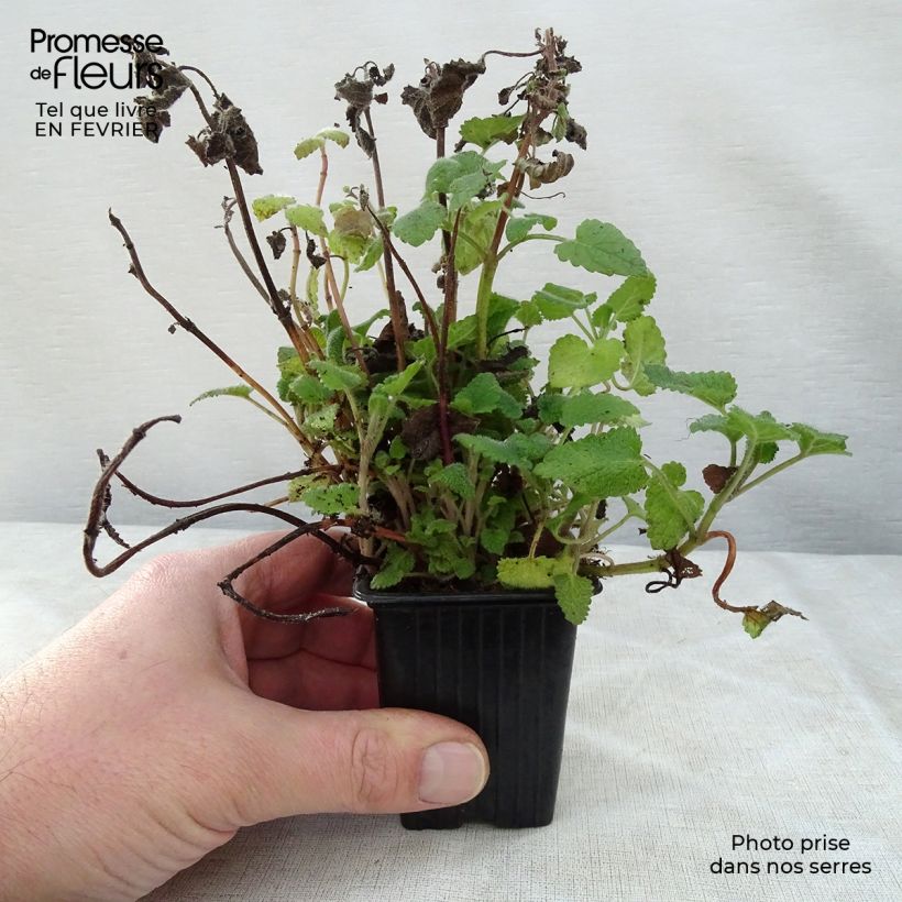 Amostra de Mélisse goût d'orange - Melissa officinalis ssp. altissima Vaso de 7/8 cm tal como entregue no inverno