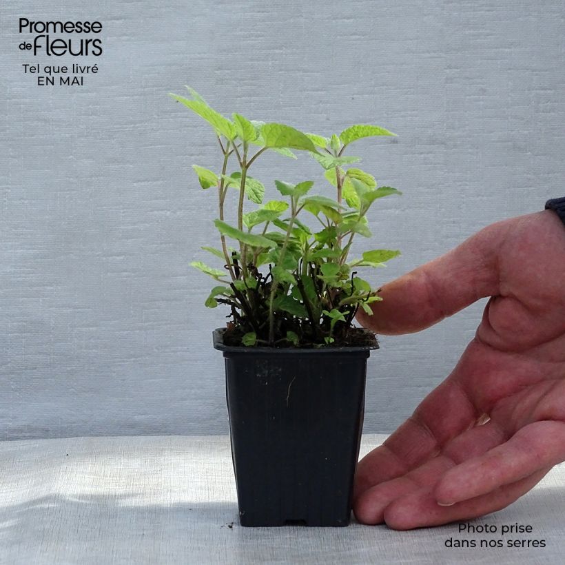 Amostra de Erva-cidreira com sabor a laranja Vaso de 7/8 cm tal como entregue na primavera