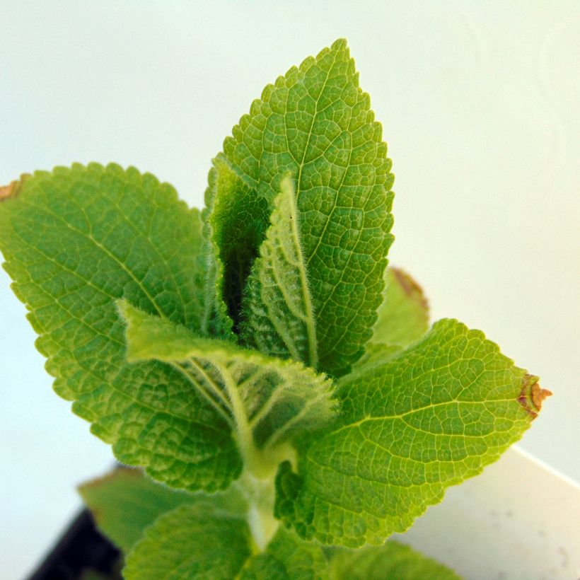 Melittis melissophyllum (Folhagem)