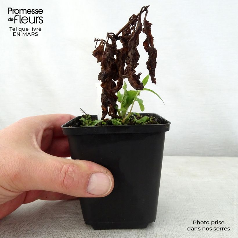 Amostra de Melittis melissophyllum Vaso de 8/9 cm tal como entregue na primavera