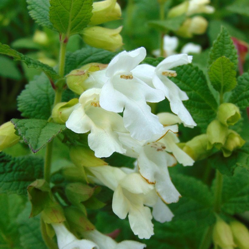 Melittis melissophyllum Alba (Floração)