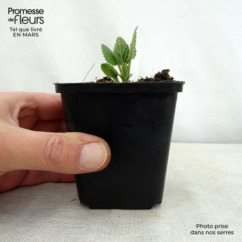 Amostra de Melittis melissophyllum Alba Vaso de 8/9 cm tal como entregue na primavera