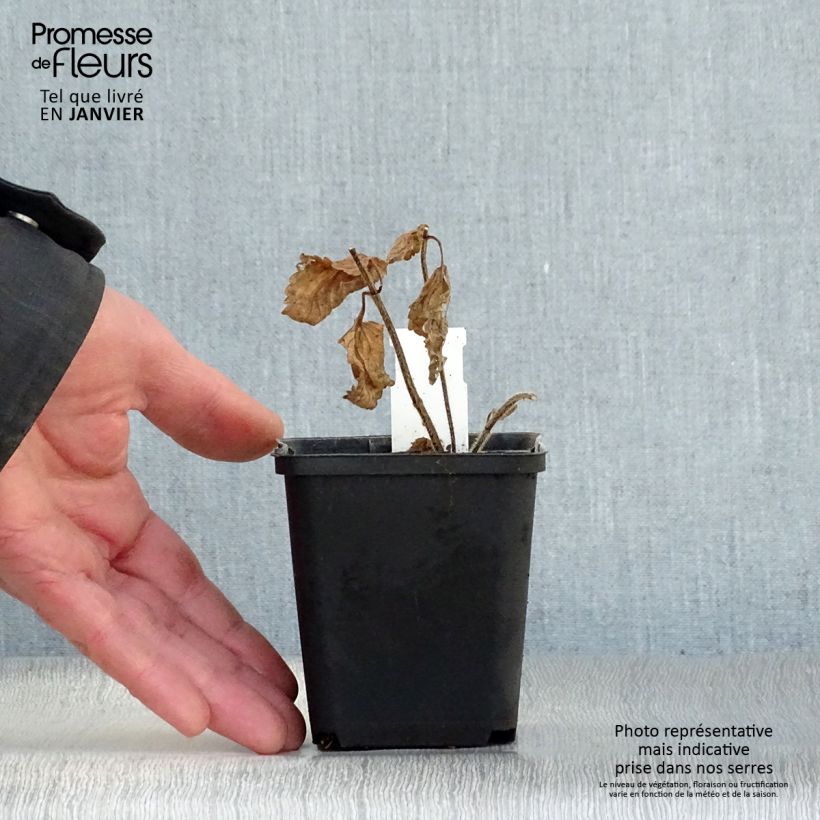 Amostra de Mélitte, Melittis melissophyllum Alba Vaso de 8/9 cm tal como entregue no inverno