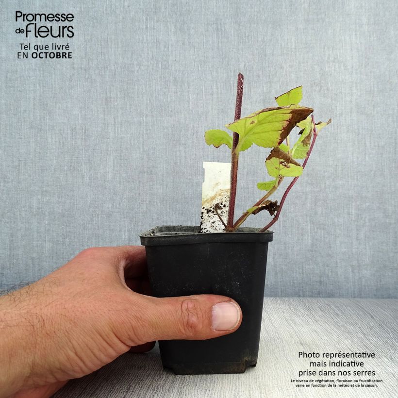 Amostra de Melittis melissophyllum Alba Vaso de 8/9 cm tal como entregue no outono