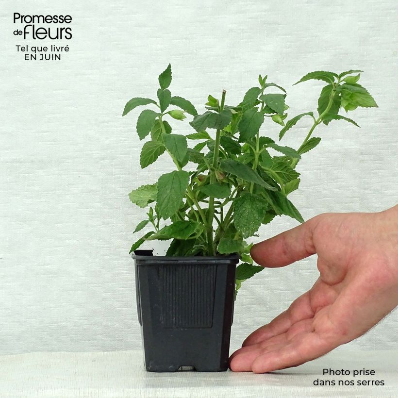 Amostra de Melittis melissophyllum Alba Vaso de 8/9 cm tal como entregue no verão