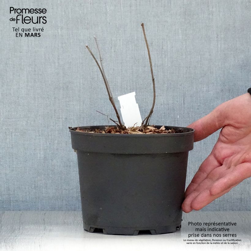 Amostra de Melittis melissophyllum Alba Vaso de 2 L/3 L tal como entregue na primavera