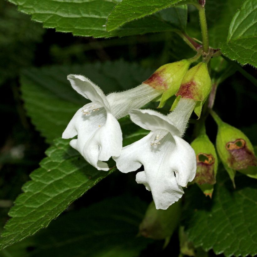 Melittis melissophyllum Alba (Floração)
