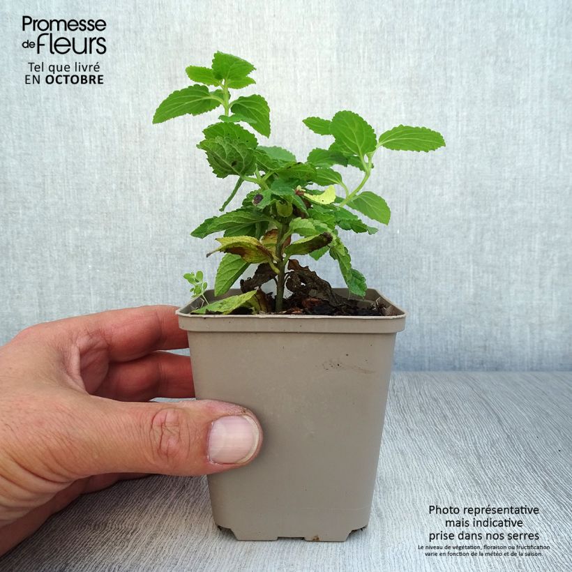 Amostra de Melittis melissophyllum Vaso de 8/9 cm tal como entregue no outono
