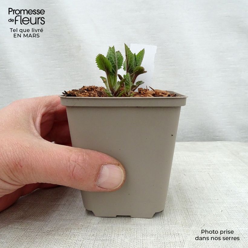 Amostra de Melittis melissophyllum Royal Velvet Vaso de 8/9 cm tal como entregue na primavera