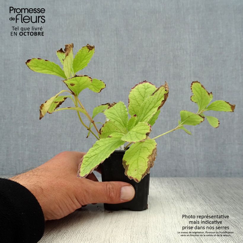 Amostra de Melittis melissophyllum Royal Velvet Vaso de 8/9 cm tal como entregue no outono