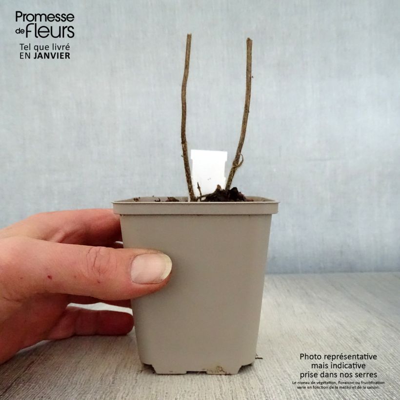 Amostra de Melittis melissophyllum Royal Velvet Vaso de 8/9 cm tal como entregue no inverno