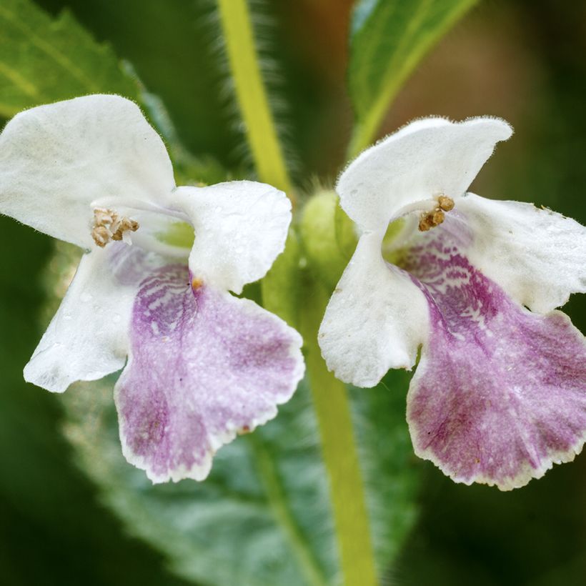 Melittis melissophyllum (Floração)