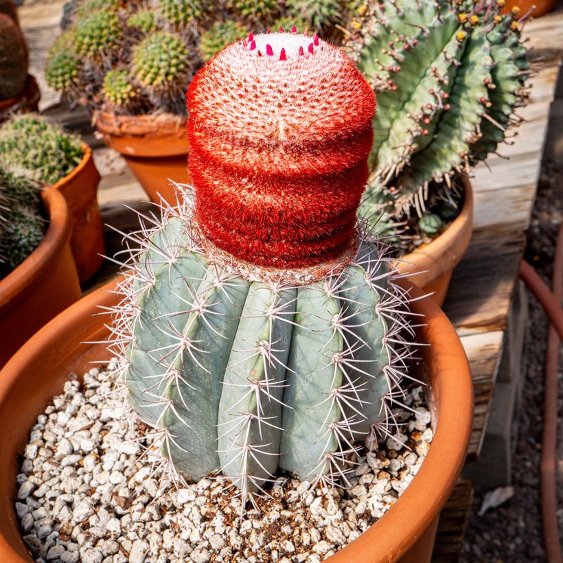 Melocactus azureus - Cacto (Hábito)