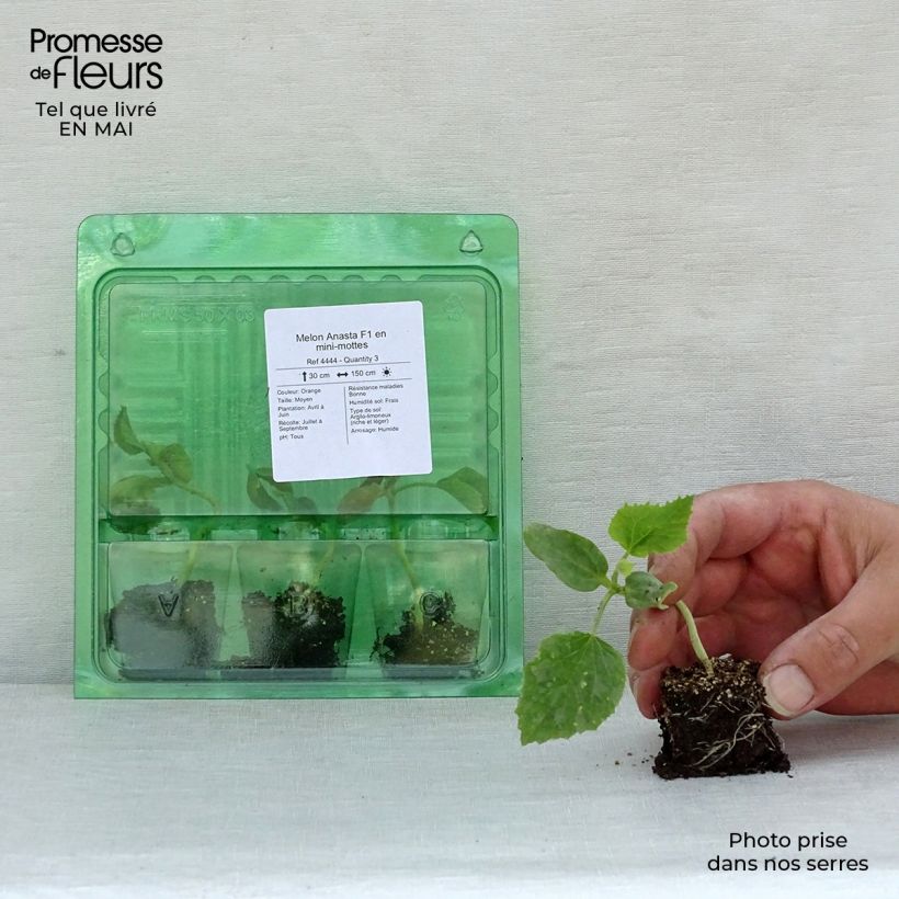 Amostra de Melon Anasta F1 en plants Mini-motte Ø 3/4 cm tal como entregue na primavera