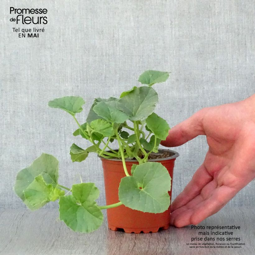 Amostra de Melon Cyrano F1 GREFFE en plants Vaso de 8/9 cm tal como entregue na primavera