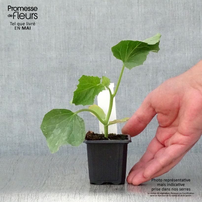 Amostra de Melon Jerac F1 en plants Godet de 7/8 cm tal como entregue na primavera